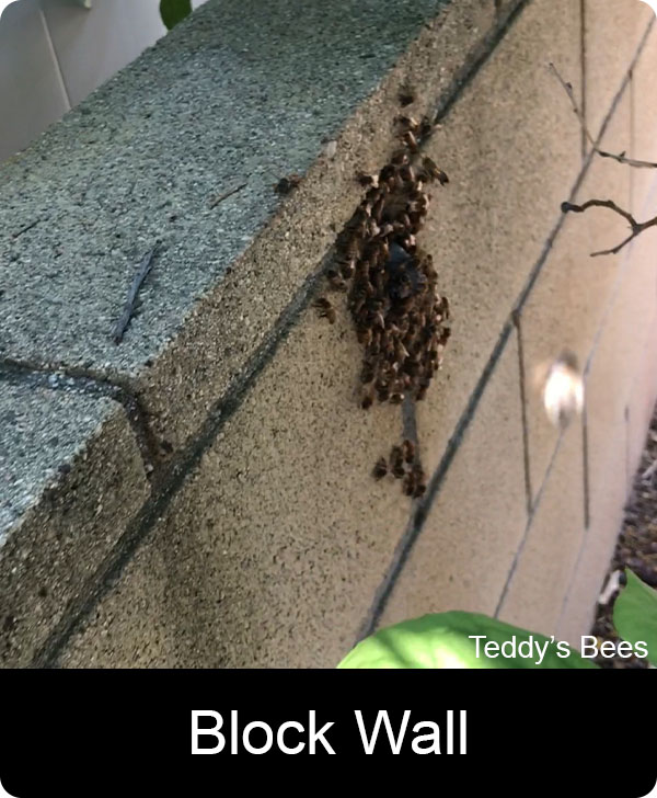 picture of bees getting in to the weep hole of a block wall. nav link image