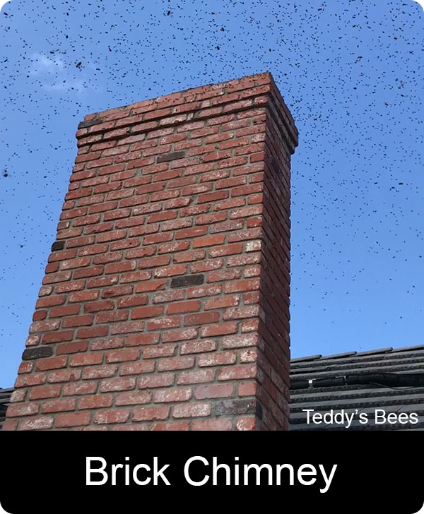 picture of a bee removal from a chimney. nav image