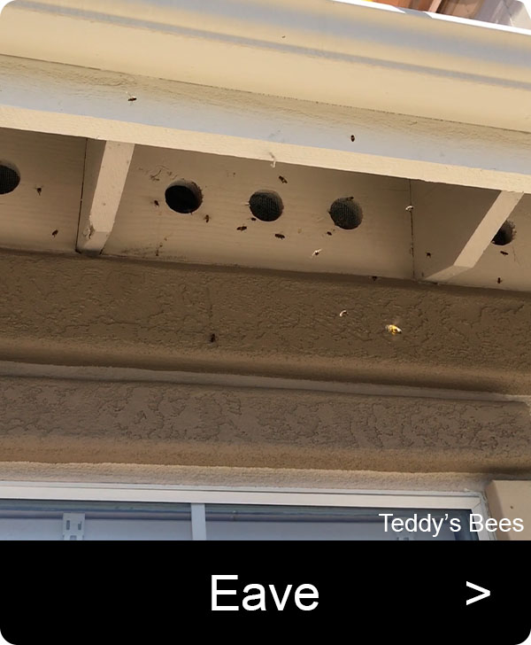 Picture of bees getting into the eave of a home. nav link image