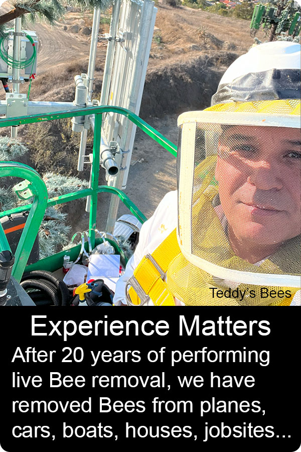 Picture of a teddys Beekeeper removing a bee hive from a cell phone repeater tower. nav link image