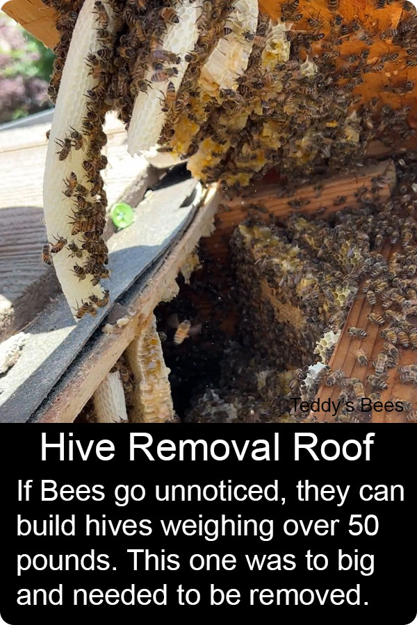 Picture of a bee removal from the roof of a customers house. nav link image