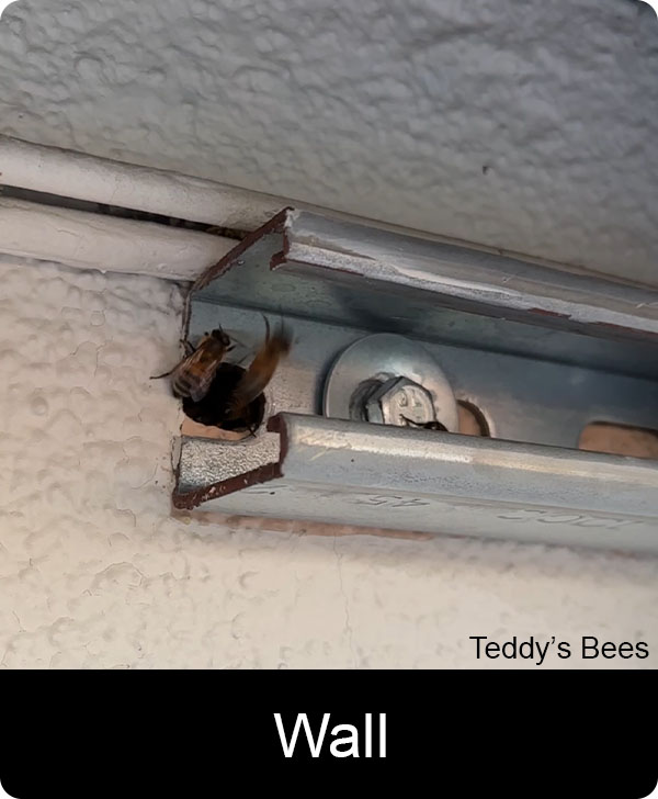 Picture of bees entering the wall of a house. nav link image