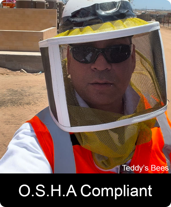 Teddy in jobsite bee removal equipment. nav link image