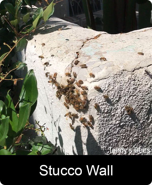 Picture of a teddys Bees worker removing a bee hive from a stucco wall. nav link image
