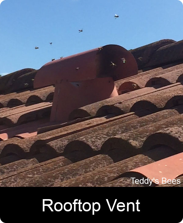 Picture of bees getting into the roof top vent of a house.Time for a structural bee removal. nav link image